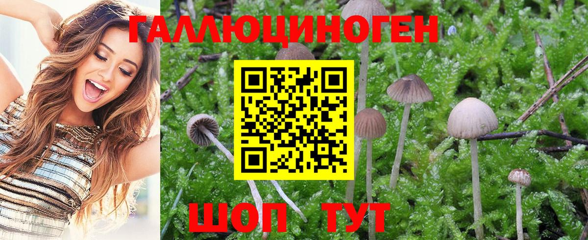 Псилоцибиновые грибы Psilocybine cubensis Калуга